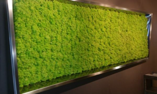 Mur végétal avec cadre inox Angers   